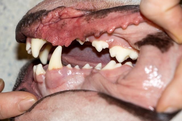 closeup of dog's open mouth with clean teeth and healthy pink gums