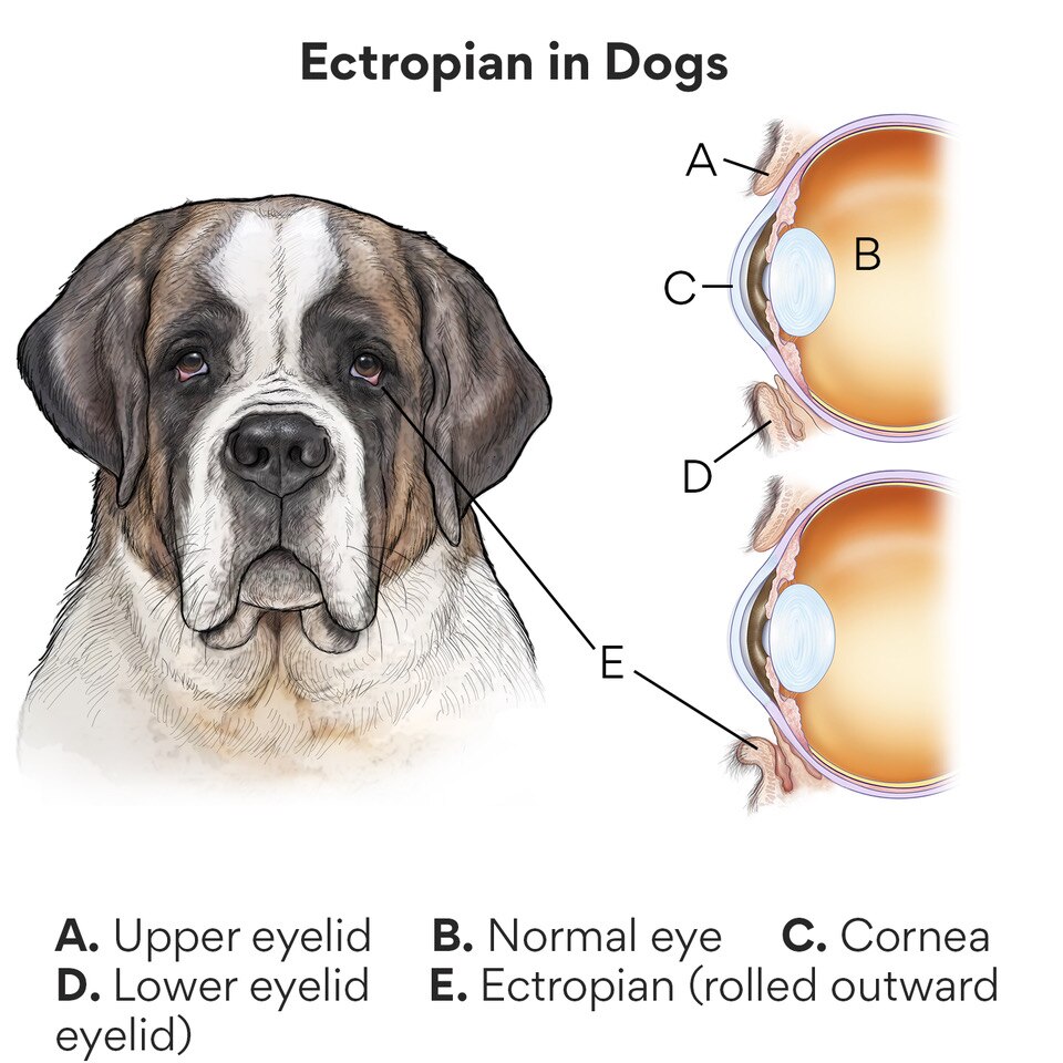 Ectropion in Dog