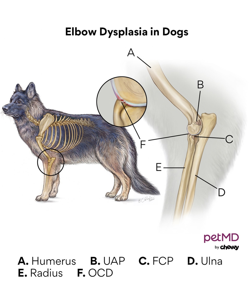 Elbow Dysplasia in Dogs | PetMD