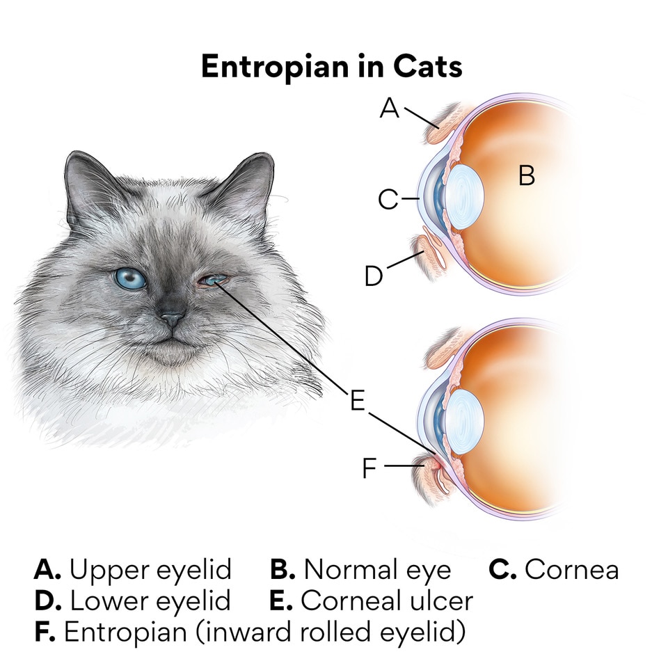Entropion in Cats