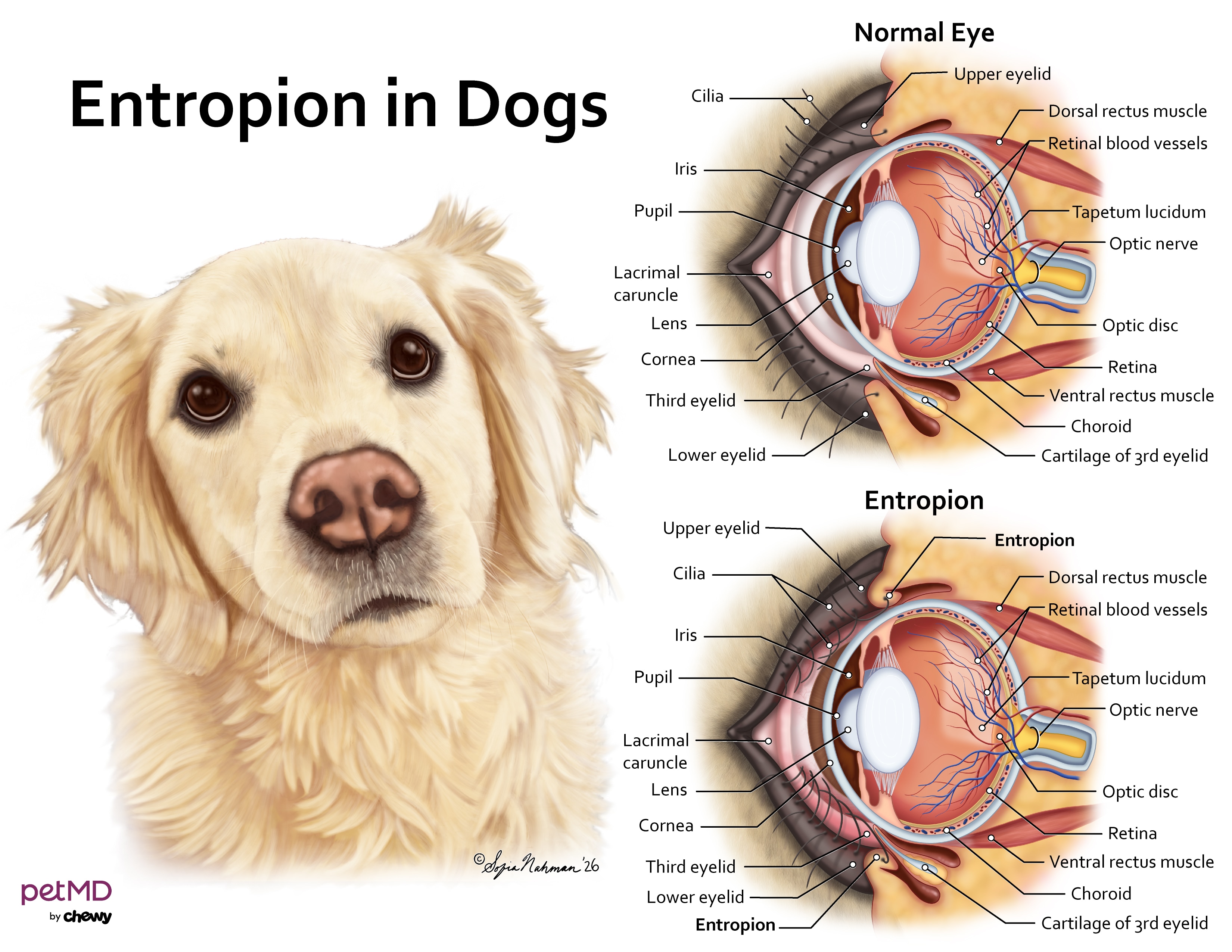 entropion in dogs; a diagram of entropion in dogs and what a normal/abnormal eye in dogs looks like.