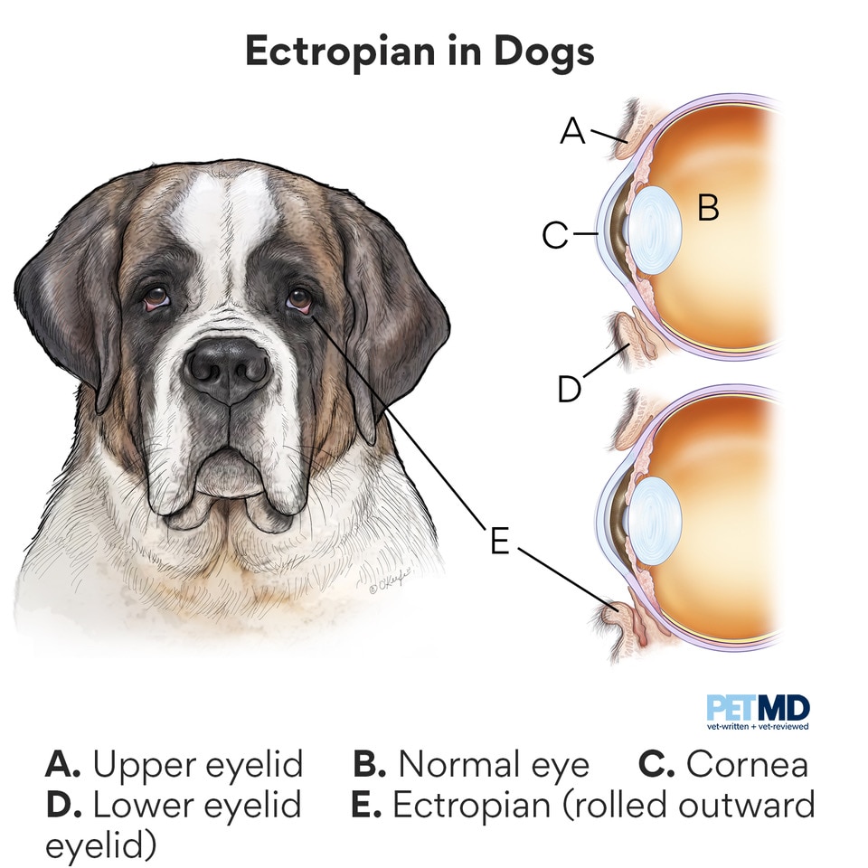 do dogs have a red reflex