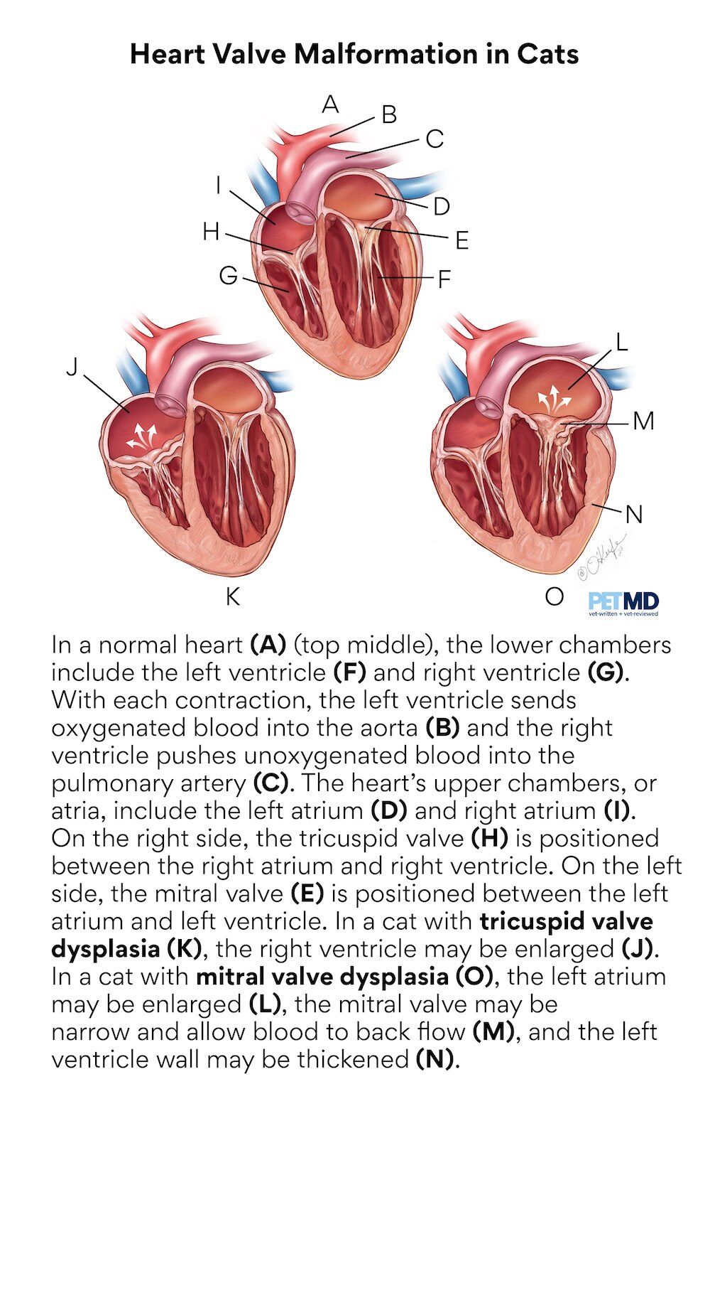 Heart Valve Malformation in Cats