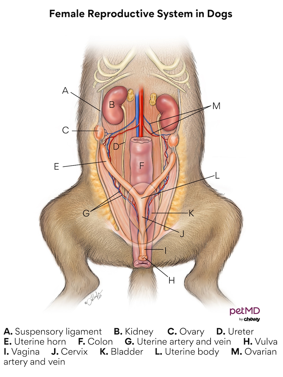 dog spay surgery; Female reproductive system in dogs.