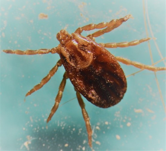 tick reproduction