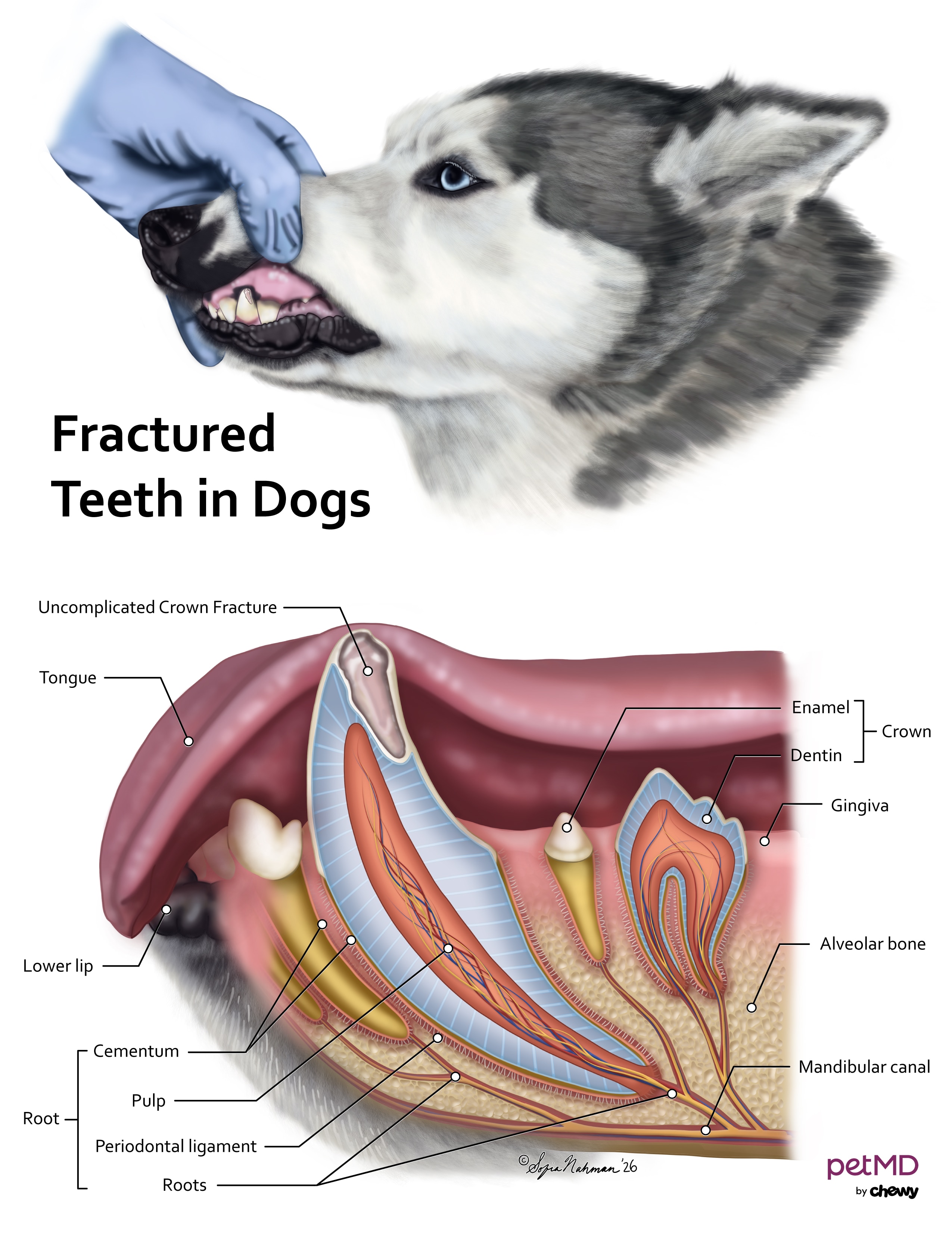 dog fractured tooth; a diagram of fractured tooth in dogs.