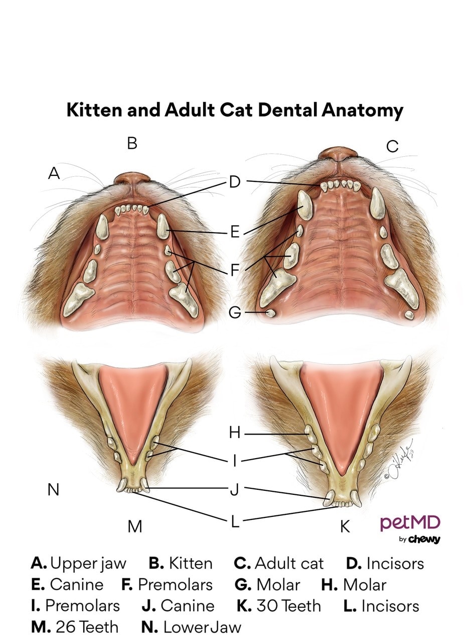 medical illustration of kitten versus adult dental anatomy 