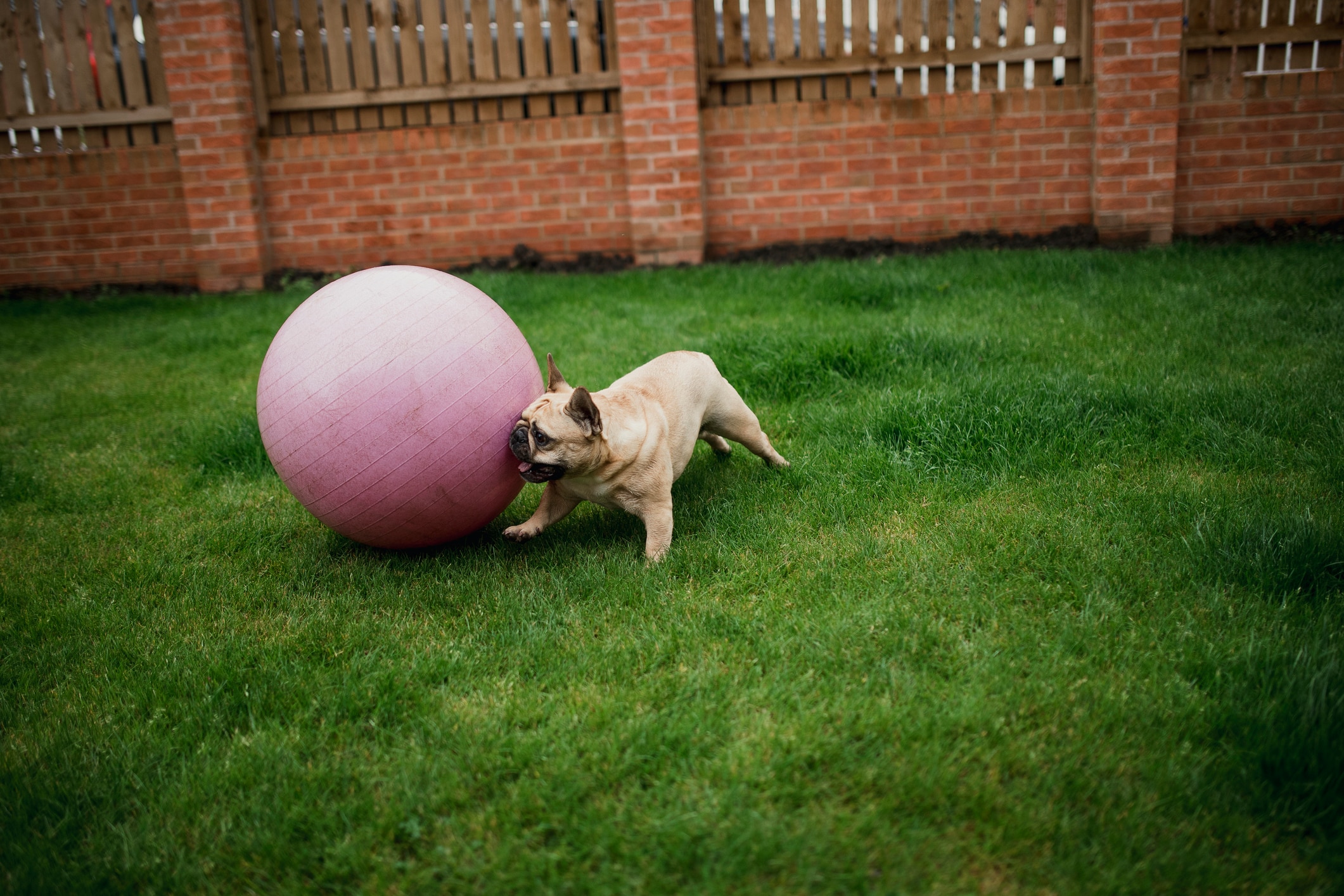 A French Bulldog plays treibball.