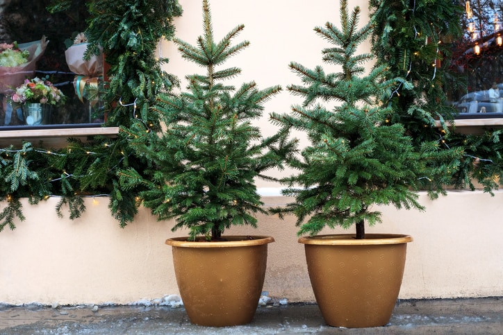 potted evergreen trees near house