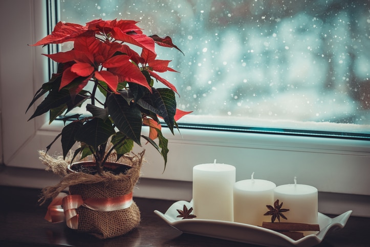 poinsettia plant on windowsill