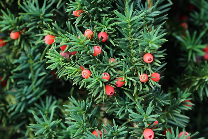 yew shrub plant with berries