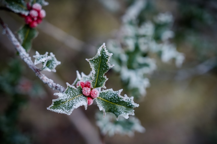 holly red berry with snow frost