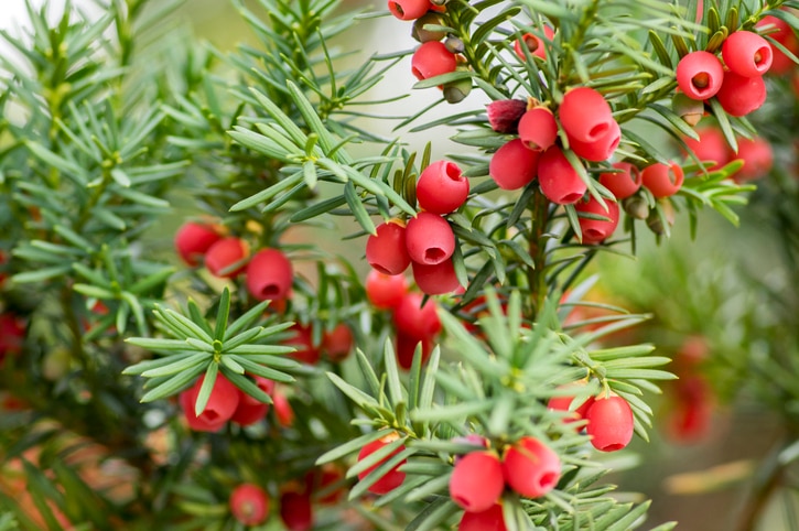 yew plant bush with red berries