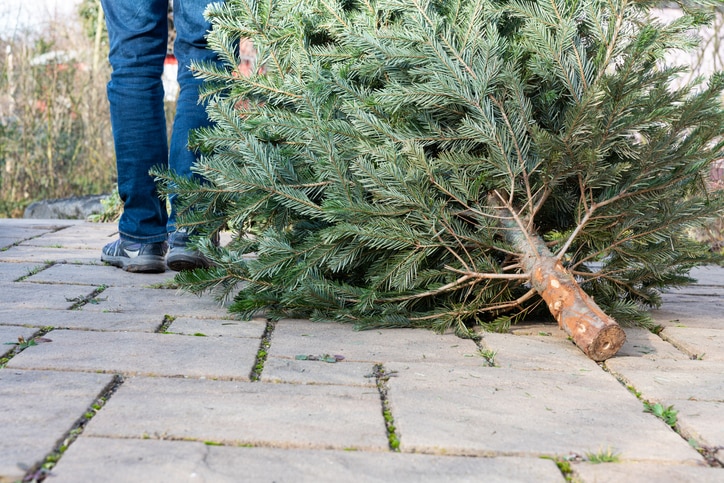 man pulling christmas tree away