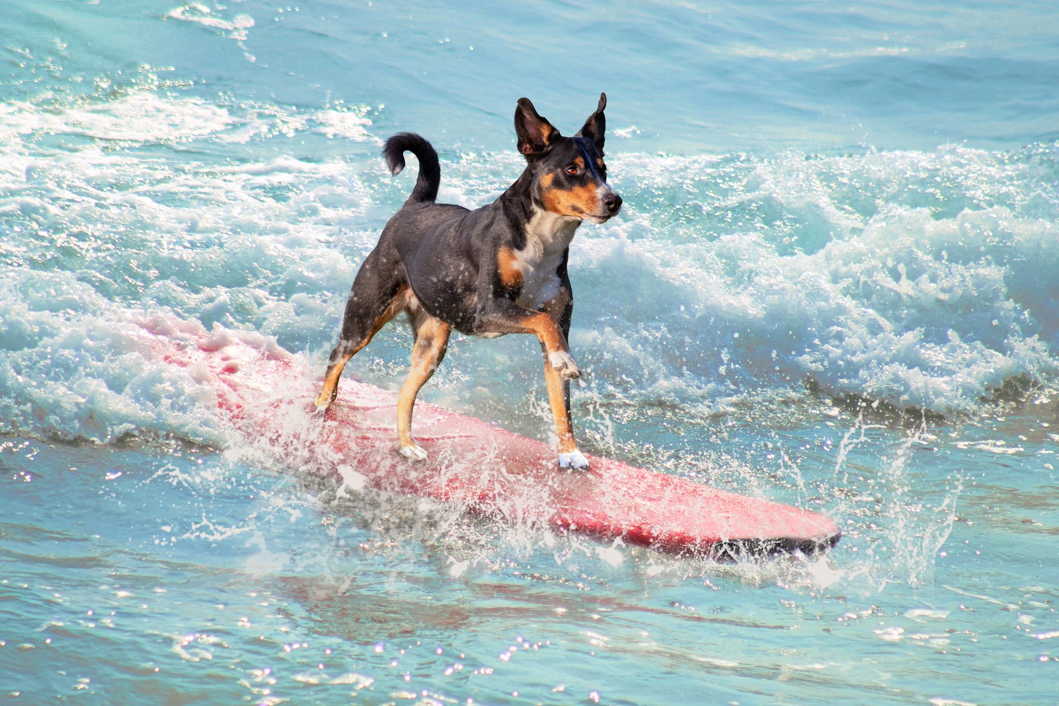 A mixed breed puppy surfs on a board.
