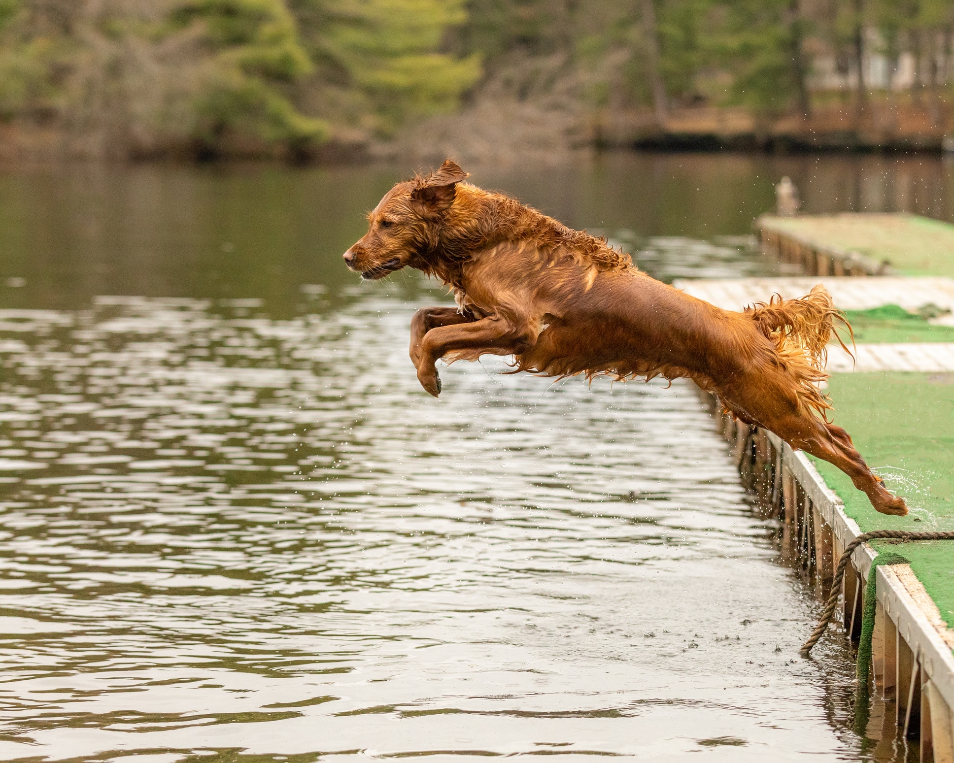 A Golden Retriever spring dives.