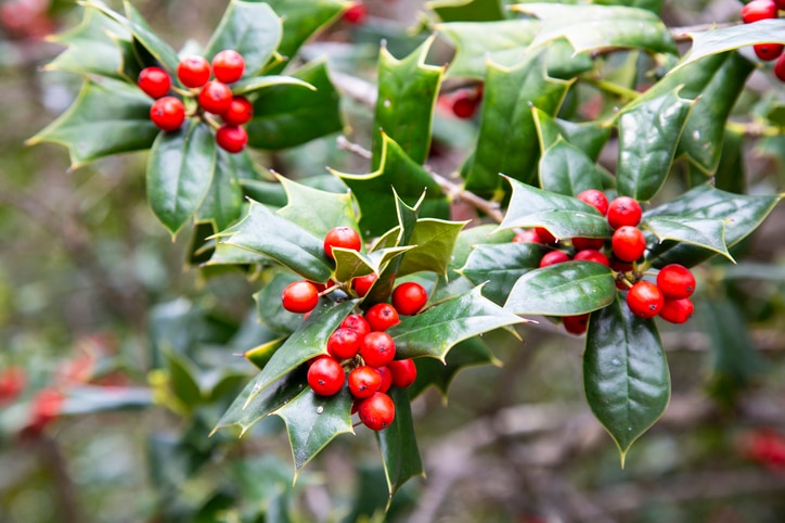 holly plant with red berries
