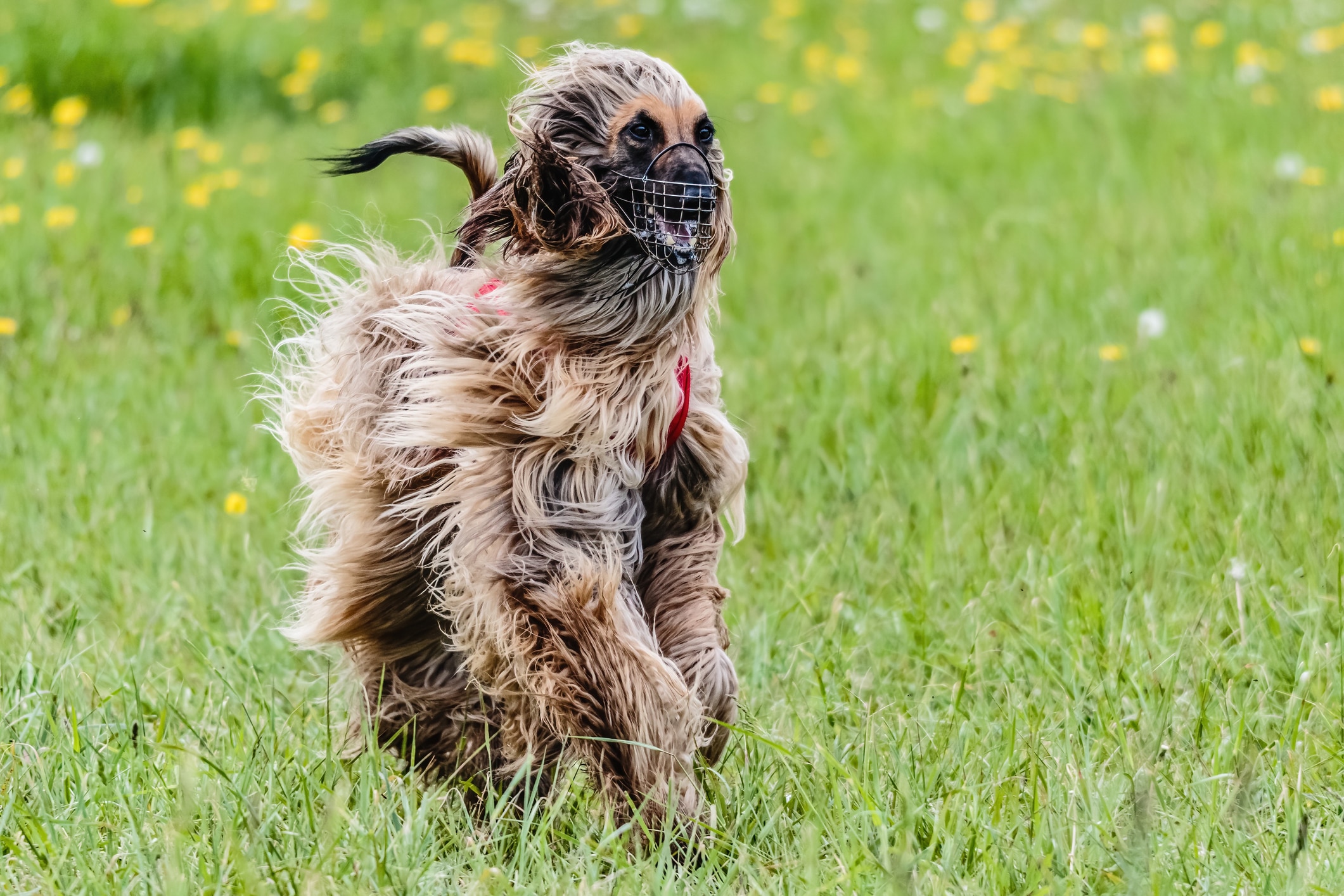 A Saluki participates in lure coursing.