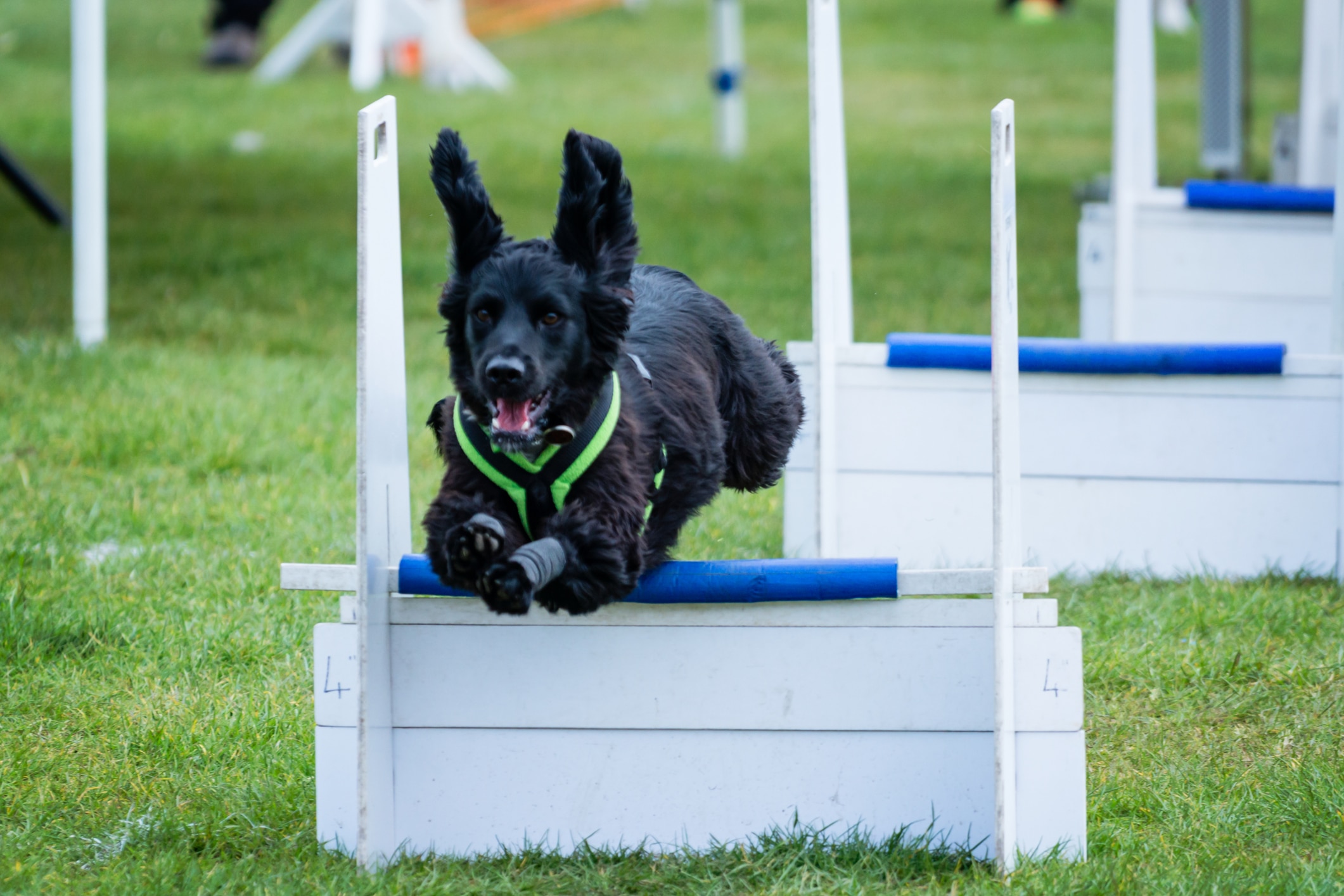 A spaniel participates in flyball.  Featured image by FranJ K2Photographic/iStock / Getty Images Plus via Getty Images