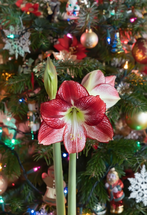 potted amaryllis plant in front of christmas tree