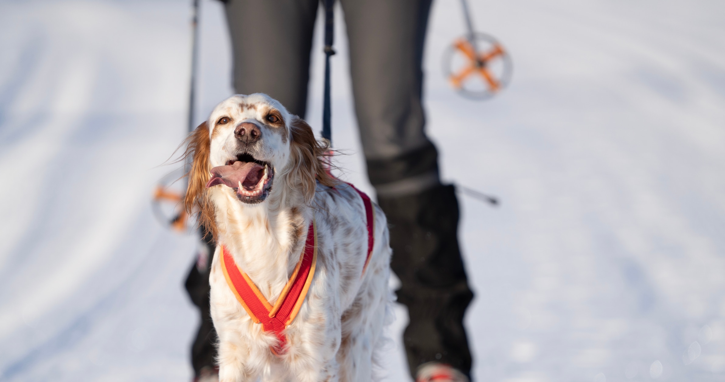 An English Setter practices canine skijoring.
