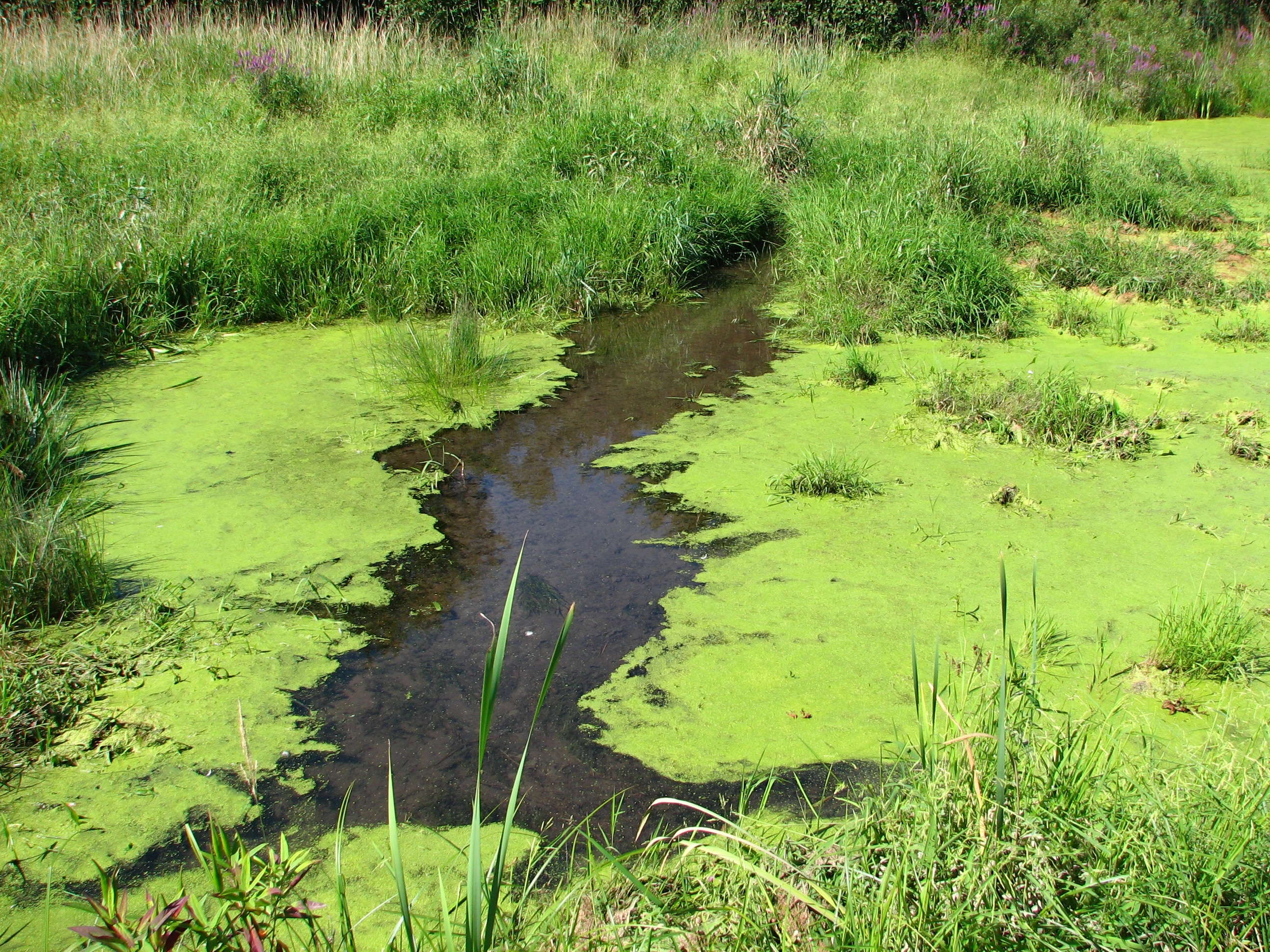 small pond with blue-green algae present.