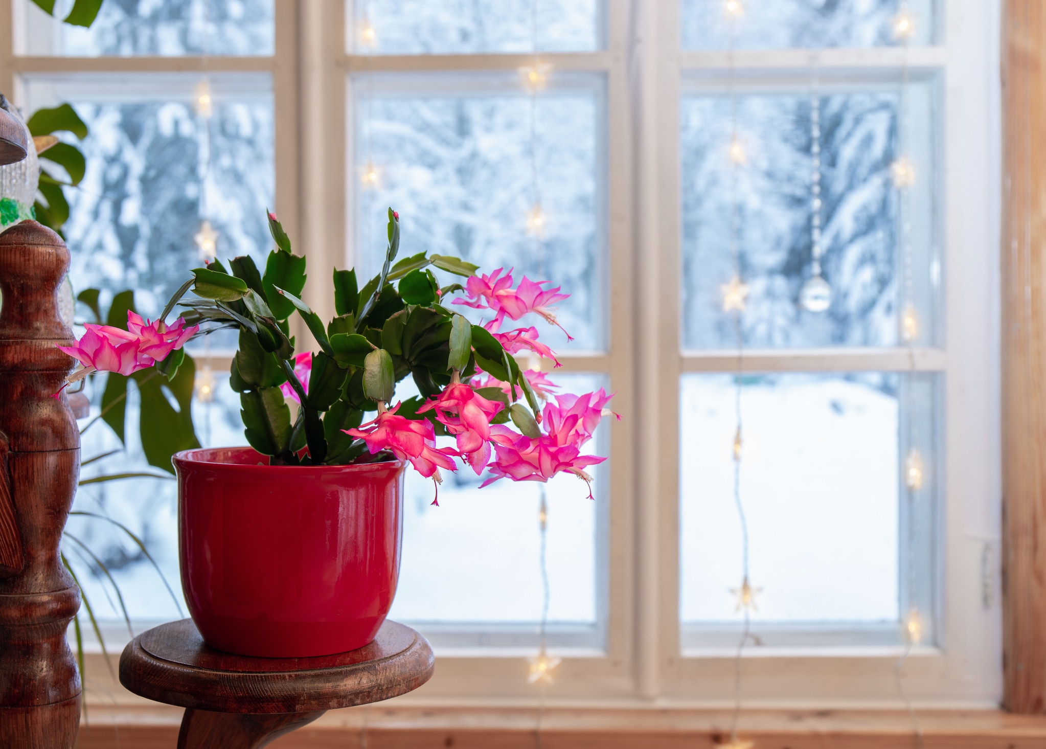 christmas cactus plant in front of winter window