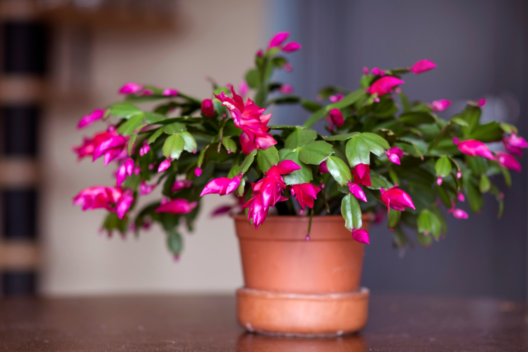 christmas cactus potted plant on table