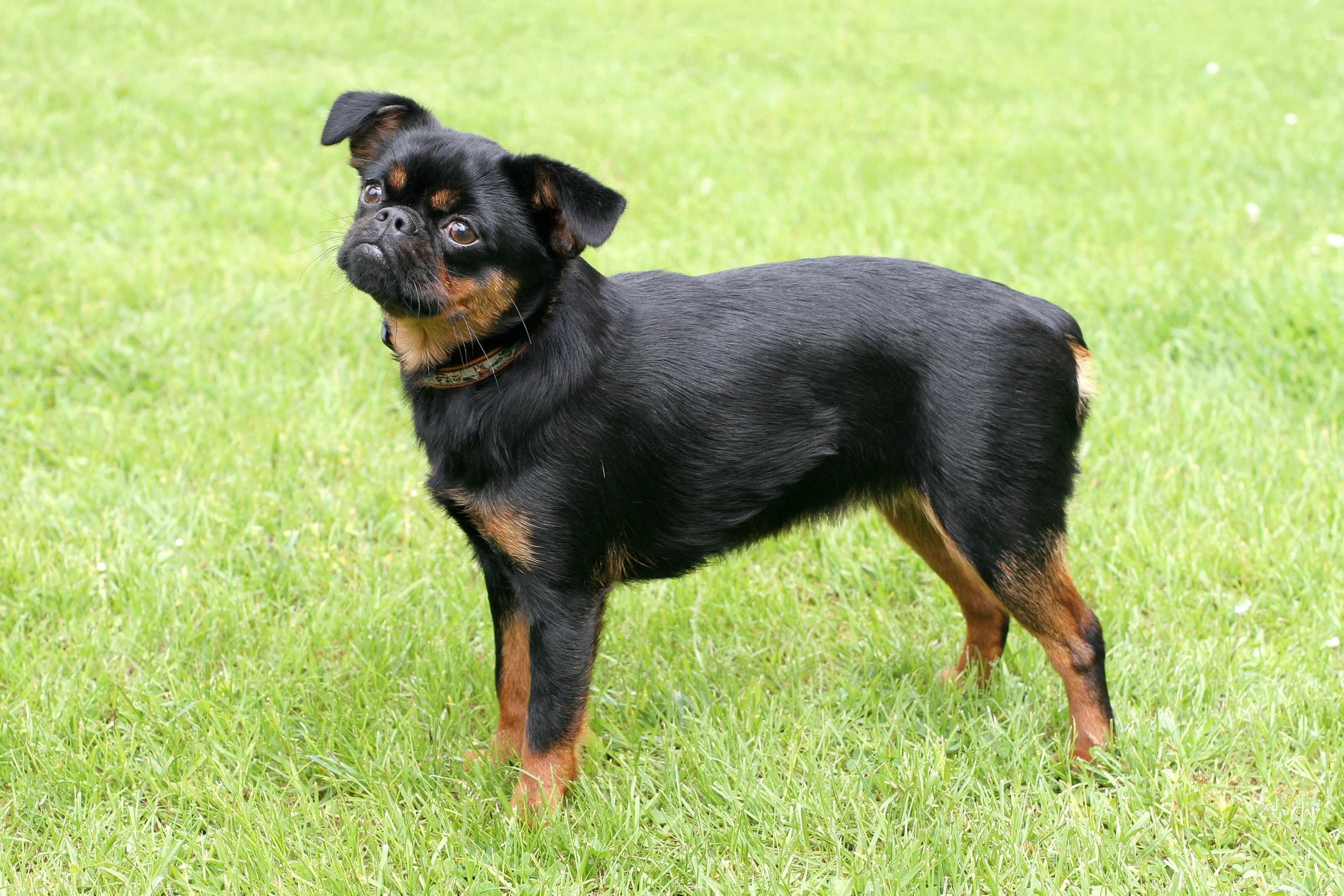 A shorthaired Brussels Griffon dog standing in grass