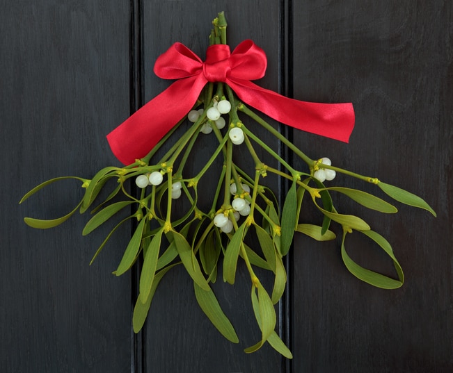 mistletoe plant hanging with red ribbon