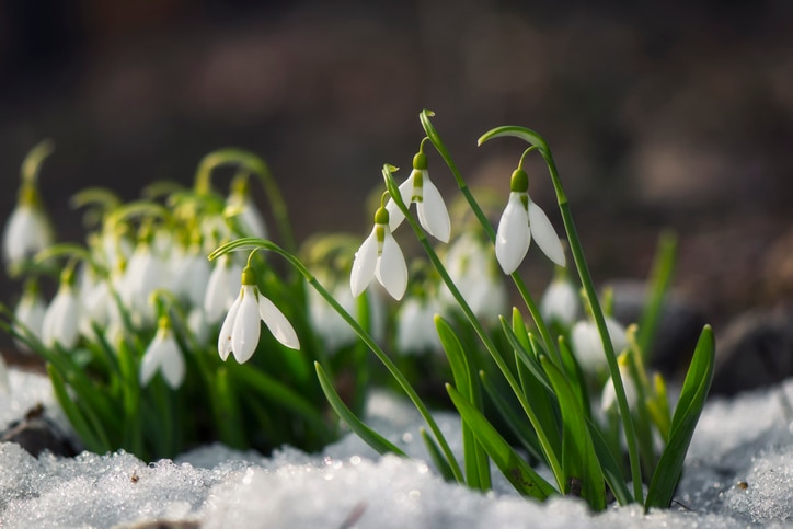 snowdrop flowers sprouting outside