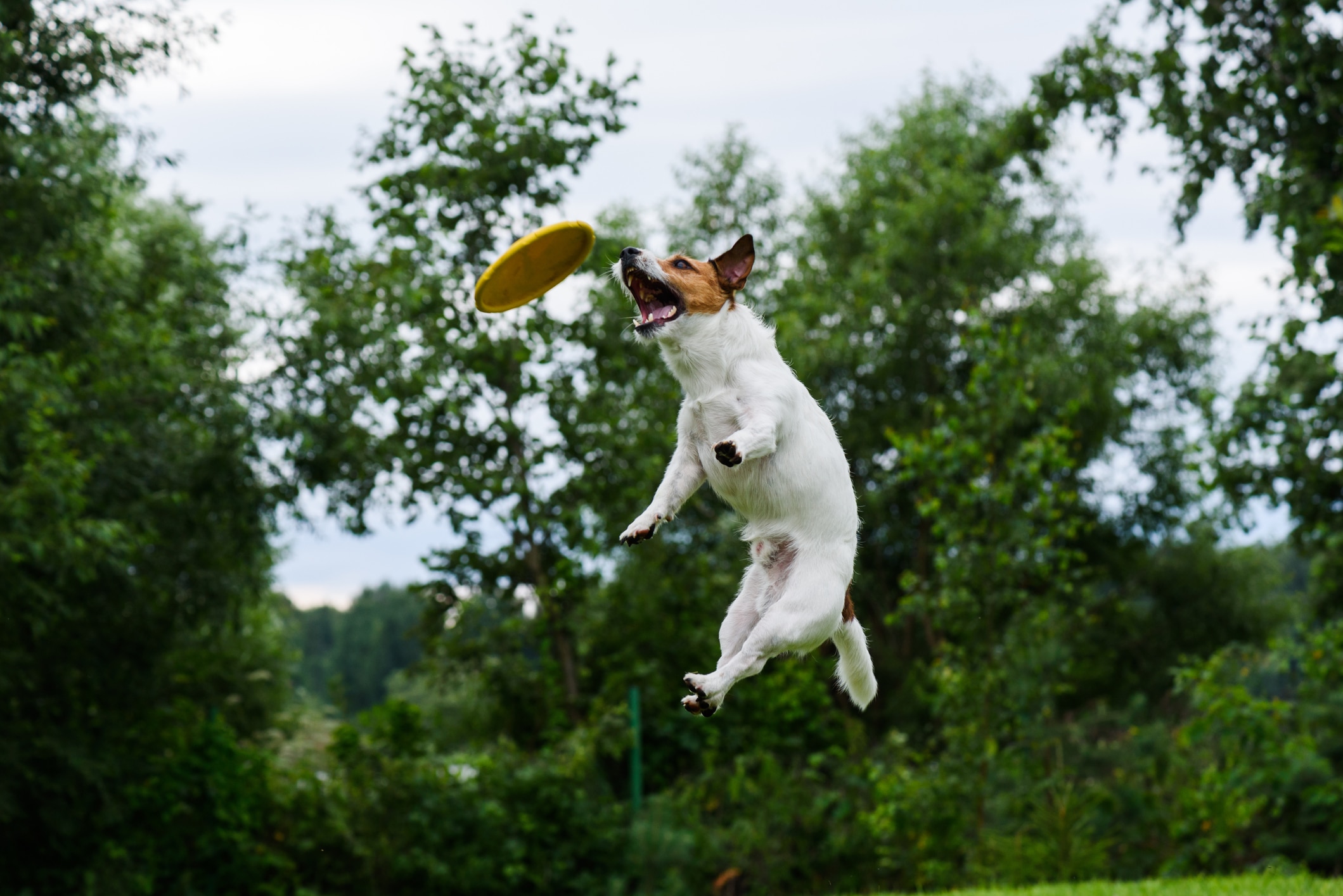 A Jack Russell Terrier participates in the dog disc.