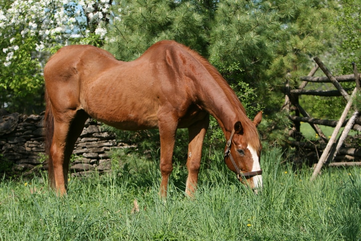 Horse with suspected swayback grazing in a field