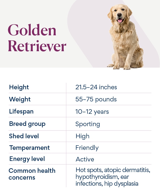 breed chart depicting a golden retriever's care needs