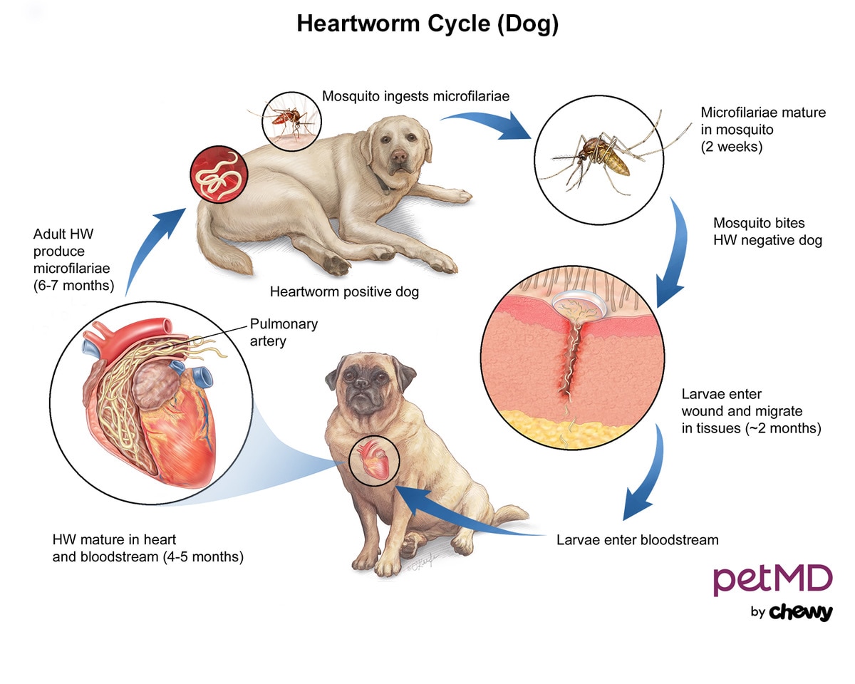 heartworm-disease-in-dog-medical-illustration