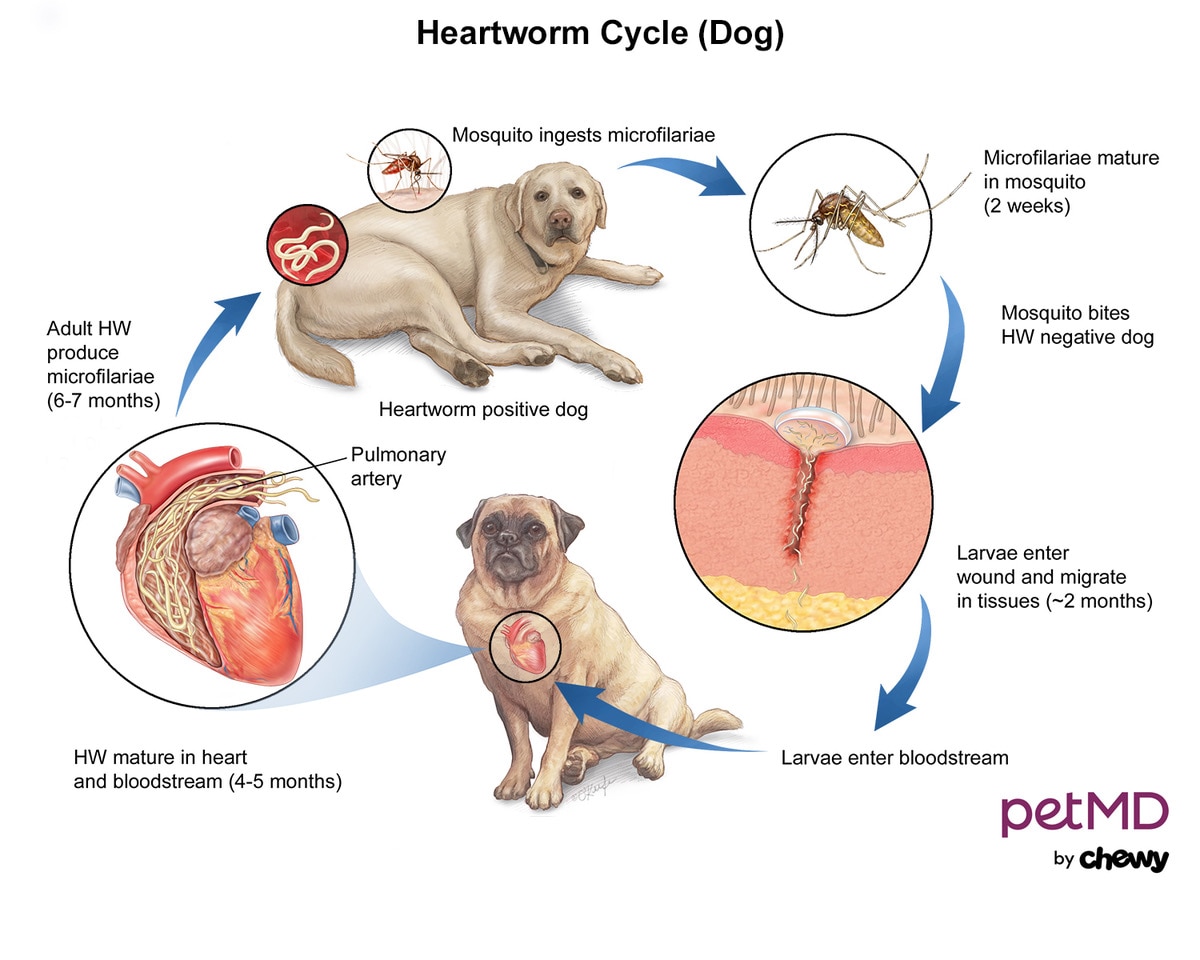 what problems will a dog with heartworms develop