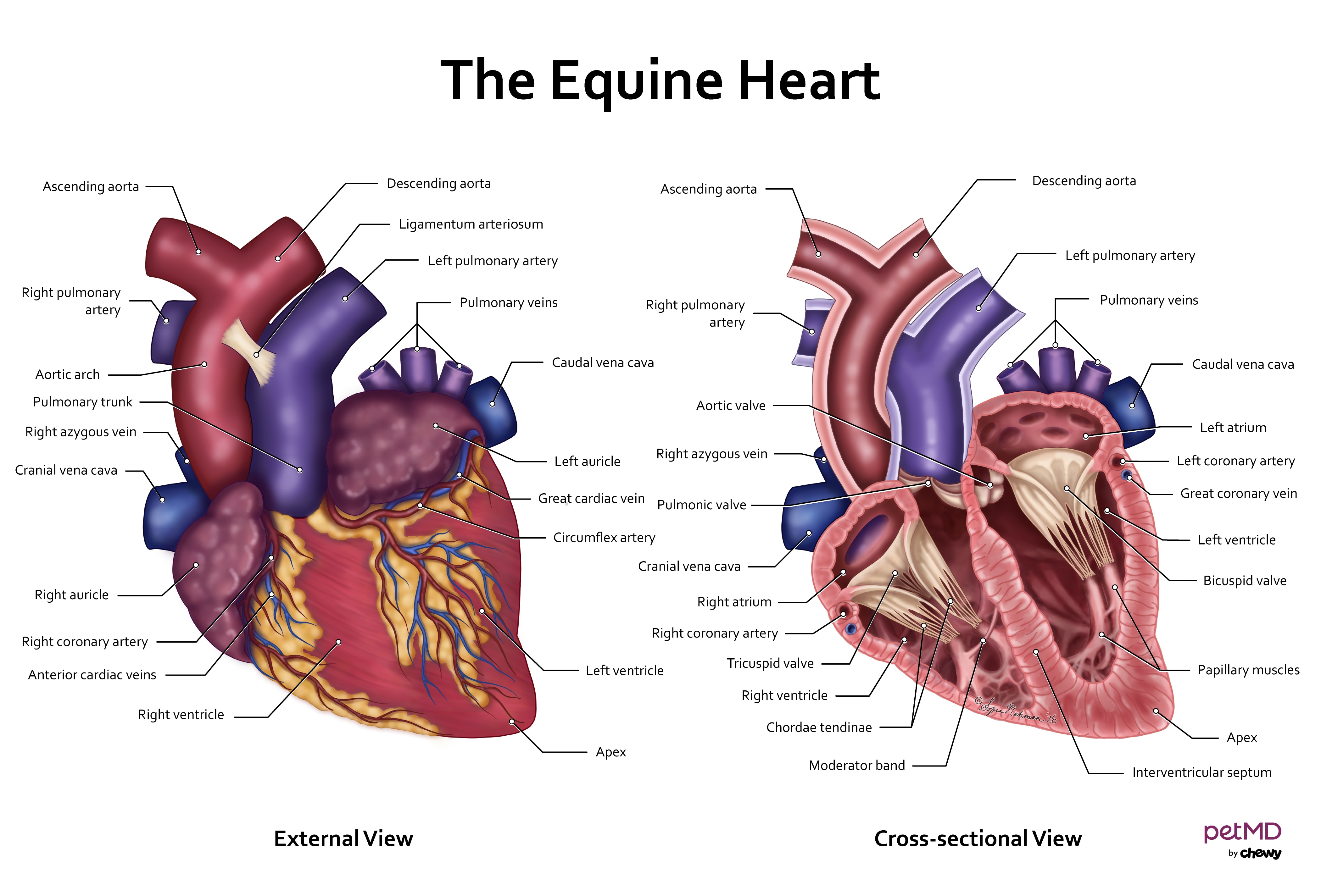 heart murmurs in horses; a diagram of an equine (horse) heart.