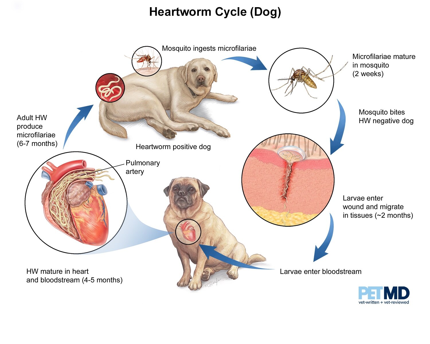 Heartworm cycle (dog)