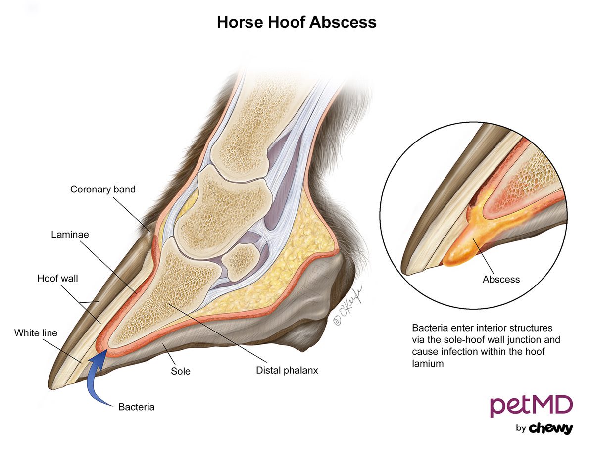 Horse hoof abscess
