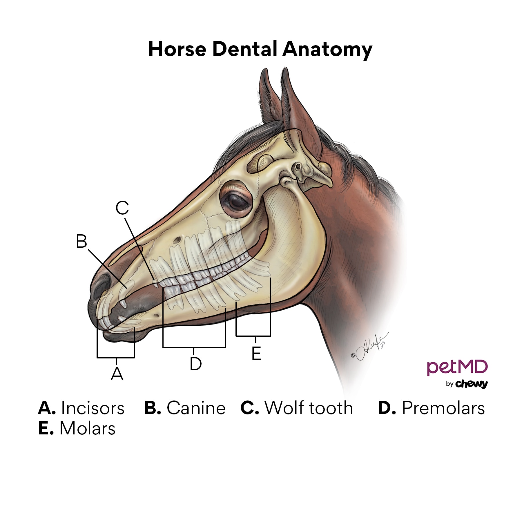 Horse Dental Anatomy