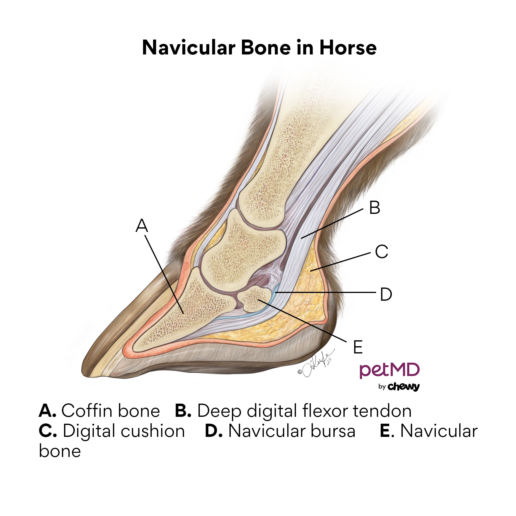 Horse navicular diagram