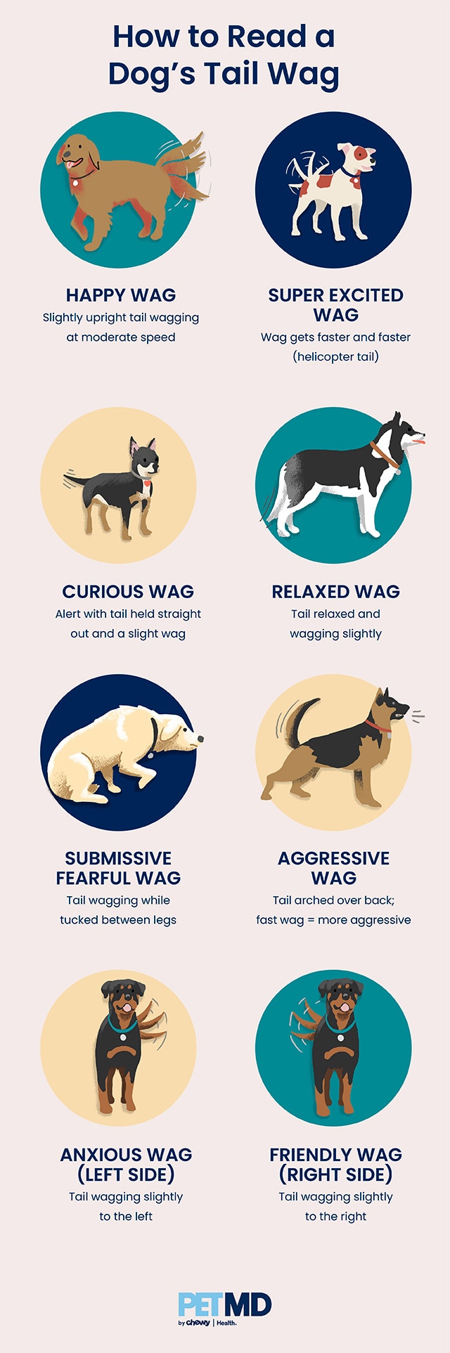 infographic depicting illustrated dogs wagging their tail and what it means