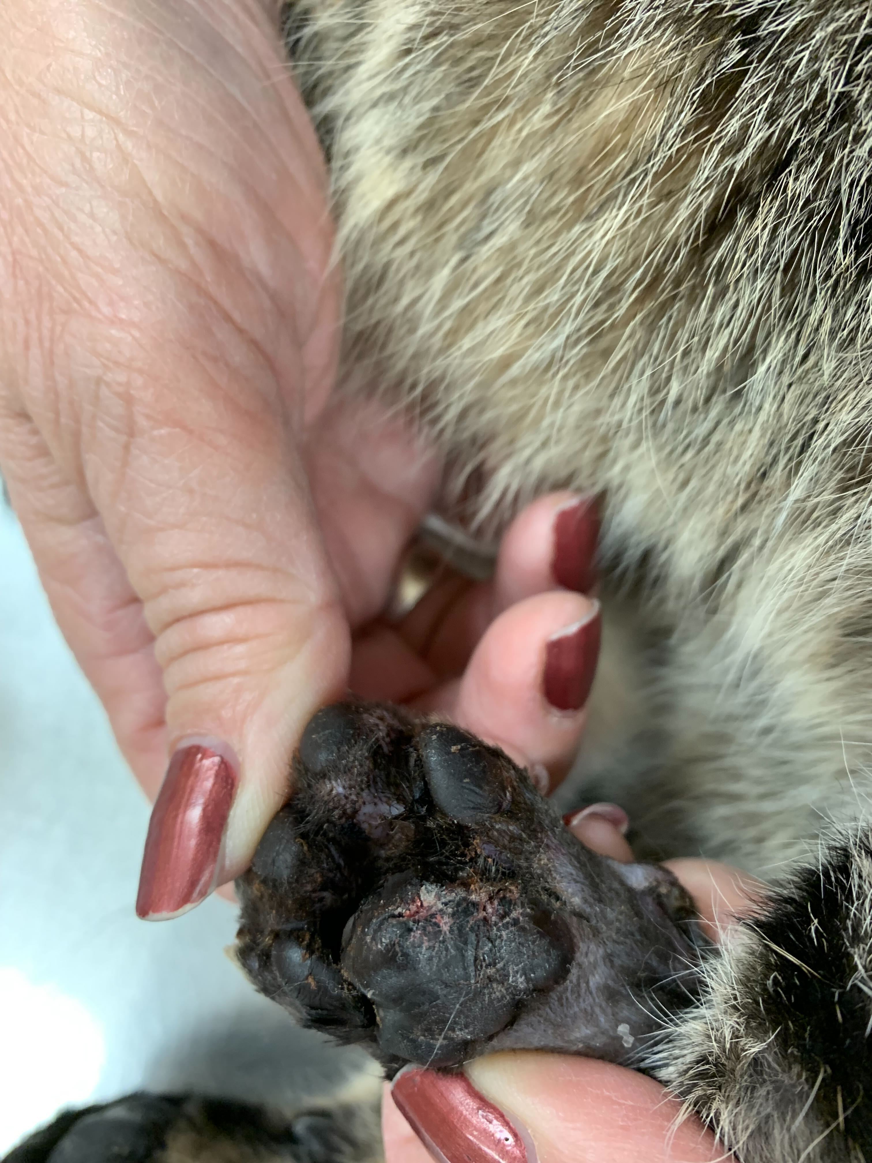 Cat has hot sale swollen foot