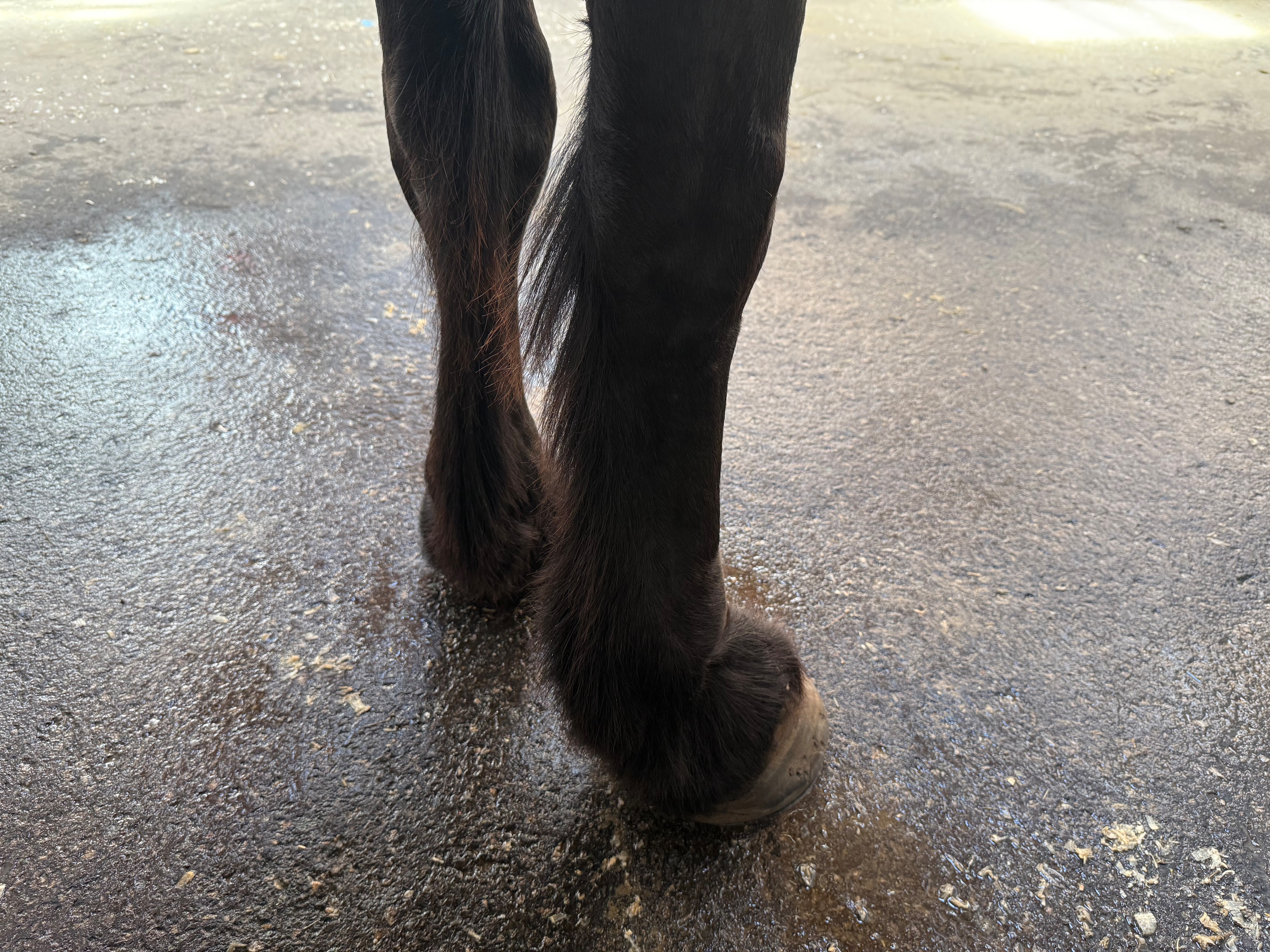 Horse legs with feathers