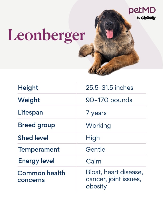 chart depicting a Leonberger's breed characteristics
