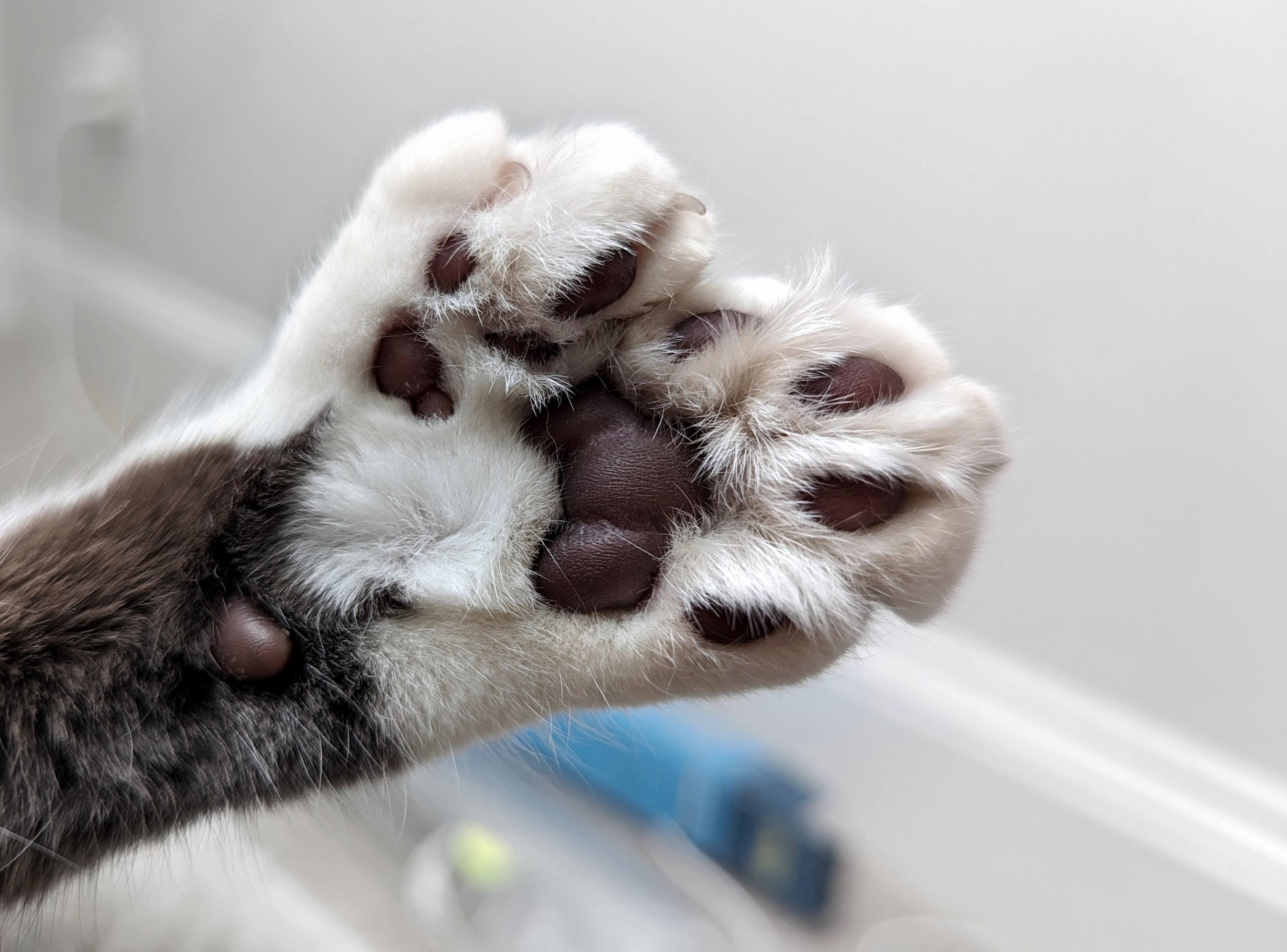 black and white cat paw with extra toes