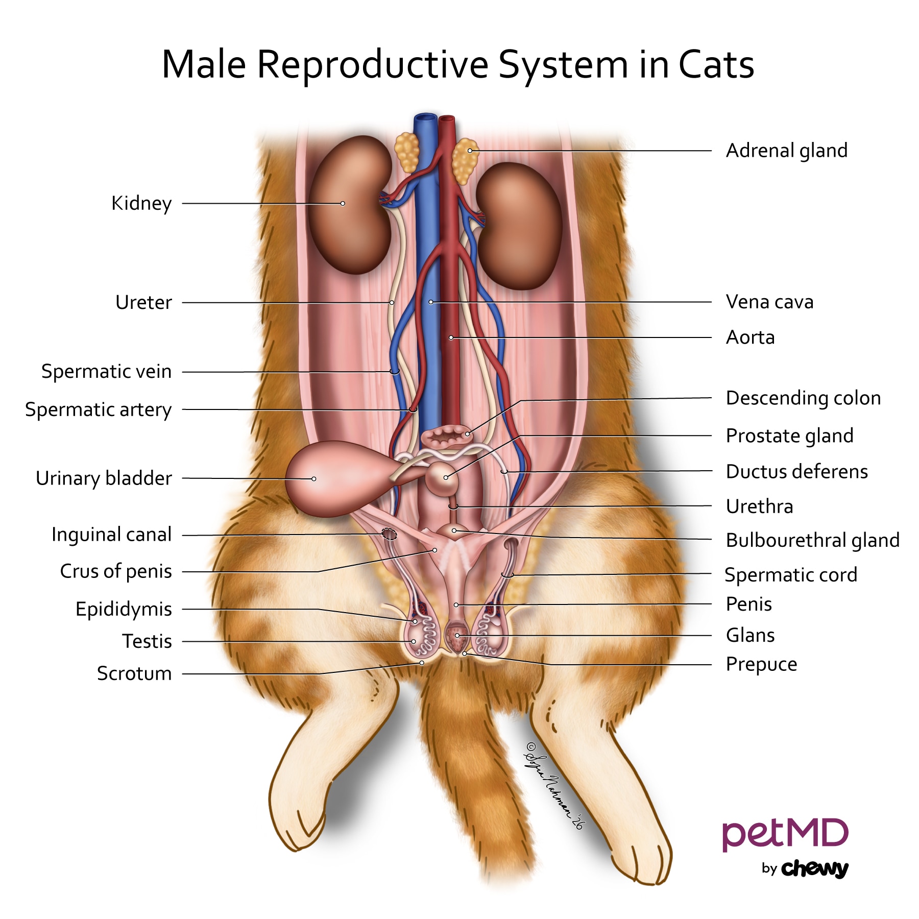 male cat reproductive anatomy; a diagram of a cat's reproductive system.