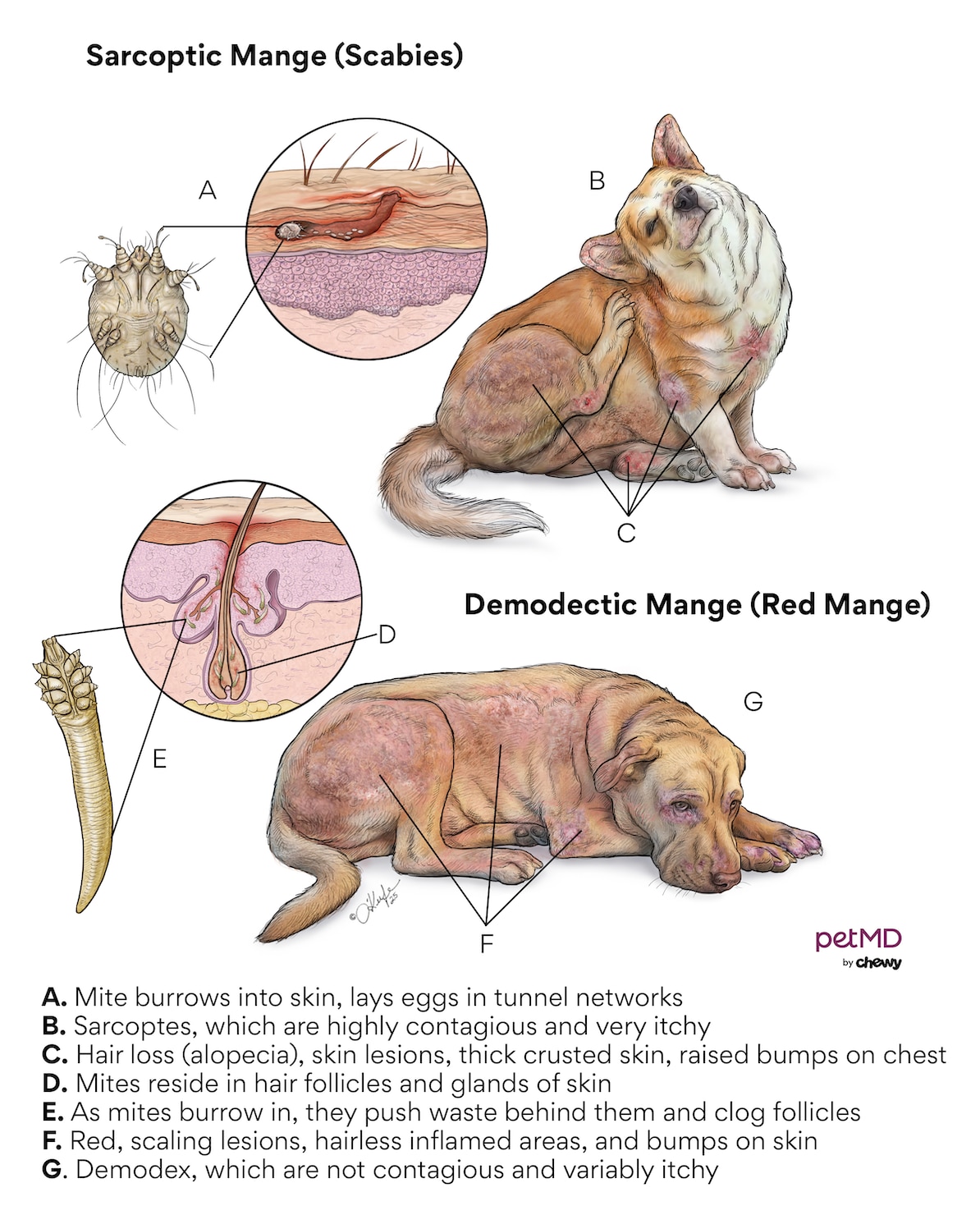 mange in dogs; a diagram showing what demodectic mange looks like in dogs.