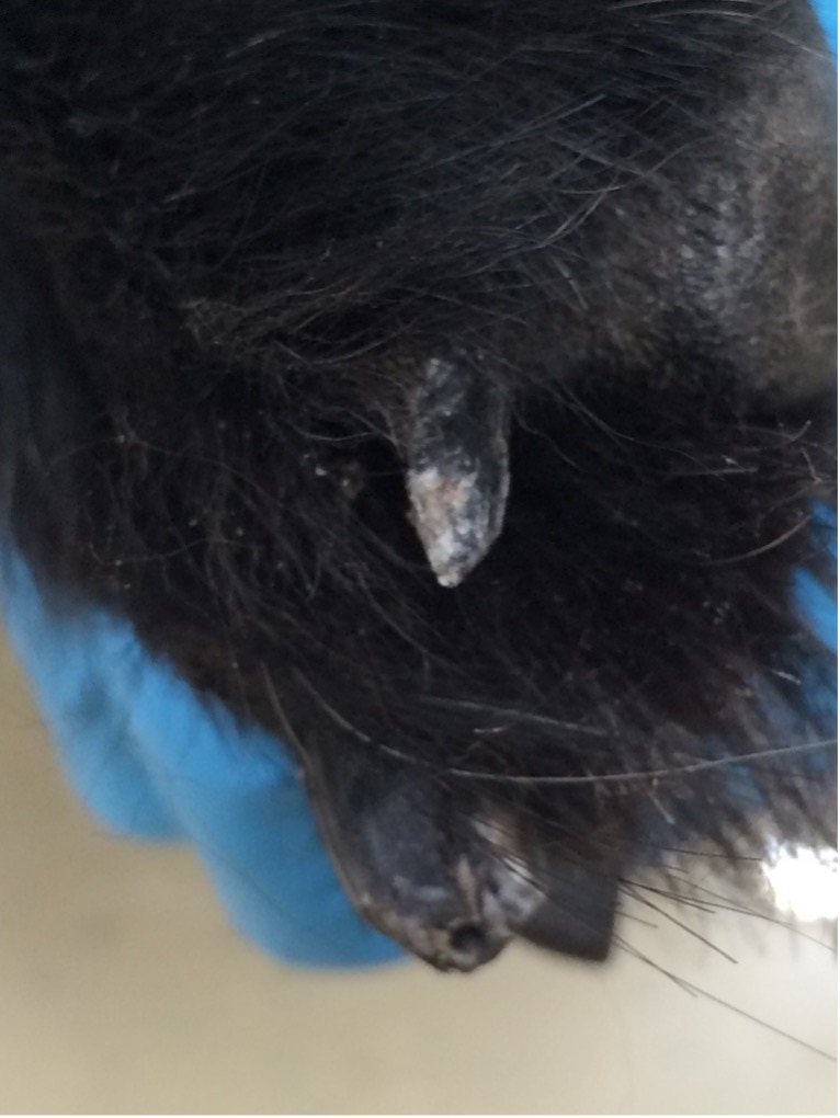 Lupoid onychodystrophy seen on a dog’s nail