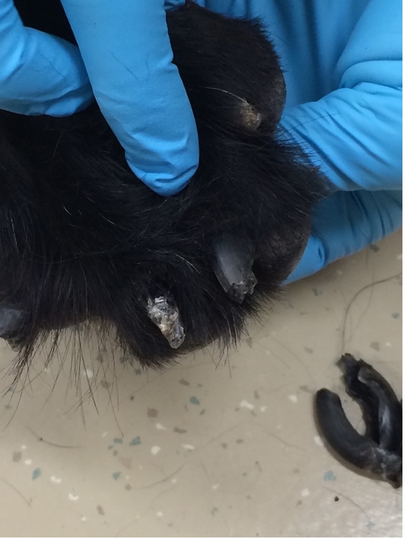 Lupoid onychodystrophy affecting a dog’s nail, causing nail to fall off and exposing nail bed